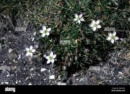 Attēlu rezultāti vaicājumam “Spergularia marina”