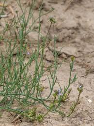 Attēlu rezultāti vaicājumam “Linaria loeselii bud”