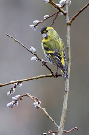 Attēlu rezultāti vaicājumam “Carduelis spinus male”