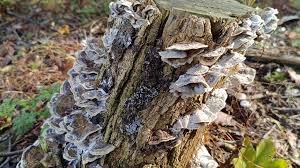 Attēlu rezultāti vaicājumam “Physarum bryomacrocarpum”