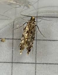 Attēlu rezultāti vaicājumam “Epinotia sordidana”