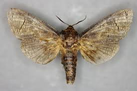 Attēlu rezultāti vaicājumam “Cossus cossus imago”