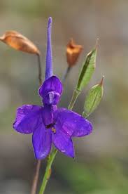 Attēlu rezultāti vaicājumam “Consolida regalis flower”