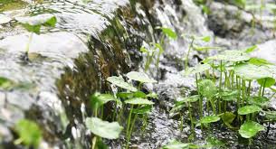 Attēlu rezultāti vaicājumam “Hydrocotyle vulgaris flower”
