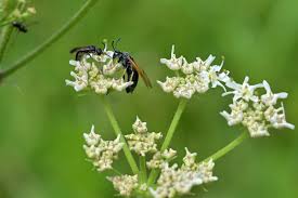 Attēlu rezultāti vaicājumam “Arge ustulata”