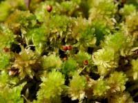 Attēlu rezultāti vaicājumam “Sphagnum angustifolium sporophyte”