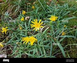 Attēlu rezultāti vaicājumam “Hieracium umbellatum”