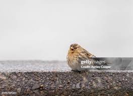 Image result for twite photo