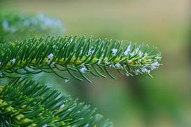 Attēlu rezultāti vaicājumam “Adelges laricis”