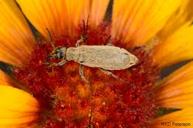 Attēlu rezultāti vaicājumam “Meloidae”