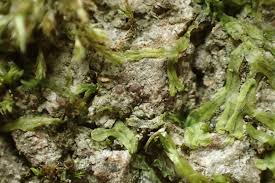 Attēlu rezultāti vaicājumam “Thelopsis rubella”