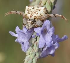 Attēlu rezultāti vaicājumam “Thomisidae”