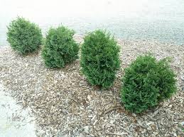 Attēlu rezultāti vaicājumam “Thuja plicata”