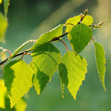 Attēlu rezultāti vaicājumam “Betula papyrifera leaf”