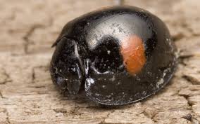 Attēlu rezultāti vaicājumam “Chilocorus renipustulatus”