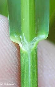 Attēlu rezultāti vaicājumam “Glyceria striata leaf”