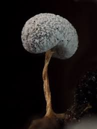 Attēlu rezultāti vaicājumam “Badhamia melanospora spores”