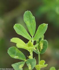 Attēlu rezultāti vaicājumam “Medicago x varia  leaf”