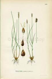 Attēlu rezultāti vaicājumam “Carex dioica”