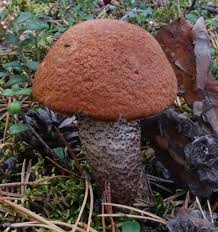 Attēlu rezultāti vaicājumam “Leccinum vulpinum”