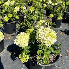 Attēlu rezultāti vaicājumam “Cinclidium stygium macro”