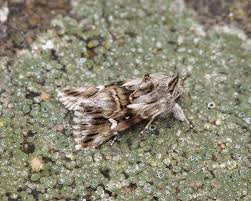 Attēlu rezultāti vaicājumam “Calophasia lunula larva”