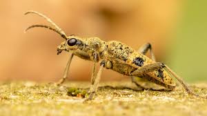 Attēlu rezultāti vaicājumam “Rhagium mordax”