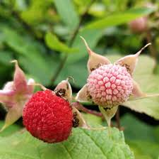 Attēlu rezultāti vaicājumam “Rubus parviflorus”