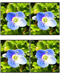 Attēlu rezultāti vaicājumam “Veronica persica flower”