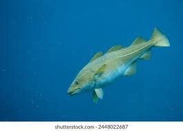 Image result for Gadus morhua