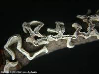 Attēlu rezultāti vaicājumam “Physarum bivalve”