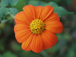 Image result for Tithonia rotundifolia