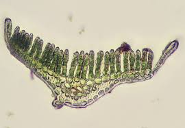 Attēlu rezultāti vaicājumam “Polytrichum formosum”