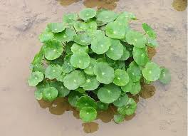 「香菇草」的圖片搜尋結果