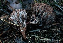 Attēlu rezultāti vaicājumam “Thelephora palmata”