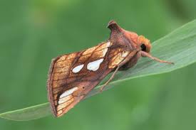 Attēlu rezultāti vaicājumam “Plusia festucae”