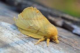 Attēlu rezultāti vaicājumam “Euthrix potatoria”