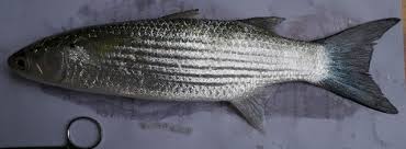 Image result for Crenimugil seheli