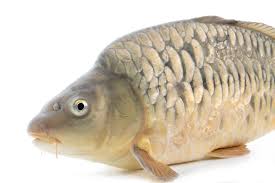 Image result for Cyprinus carpio