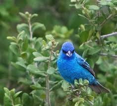 Image result for Passerina cyanea