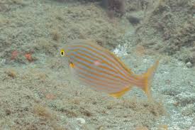 Image result for Sarpa salpa