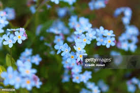 Image result for Vergissmeinnicht