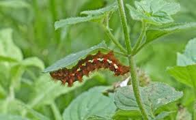 Attēlu rezultāti vaicājumam “Acronicta rumicis larva”