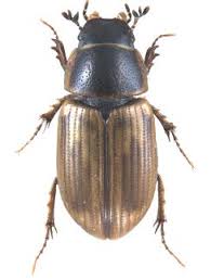 Attēlu rezultāti vaicājumam “Aphodius sp. imago”