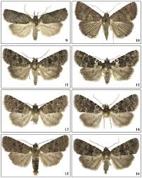 Attēlu rezultāti vaicājumam “Nycteola sp.”