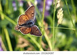 Attēlu rezultāti vaicājumam “Lycaena alciphron”