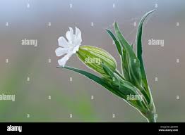 Attēlu rezultāti vaicājumam “Silene latifolia subsp. alba flower”