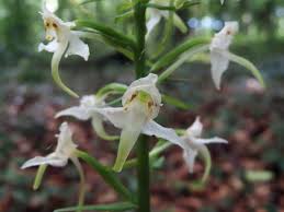 Attēlu rezultāti vaicājumam “Platanthera chlorantha”