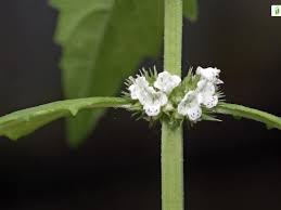Attēlu rezultāti vaicājumam “Lycopus europaeus flower”
