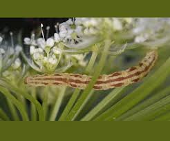 Attēlu rezultāti vaicājumam “Eupithecia centaureata”